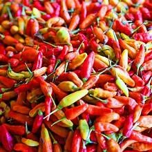 Cabe Rawit Caplak