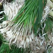 Daun Bawang Batak