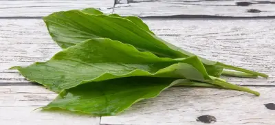 Daun Kunyit