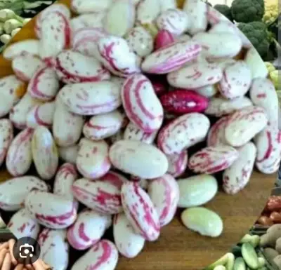 Kacang Dul