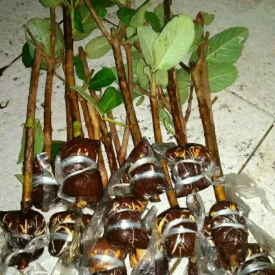 Bibit Jambu Citra Cangkok