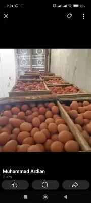 Telor