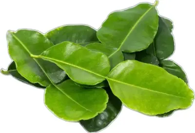 Daun jeruk