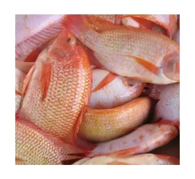 Ikan Nila Merah