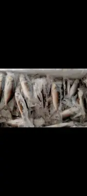 Bandeng tanpa duri mentah