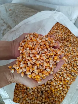 Jagung