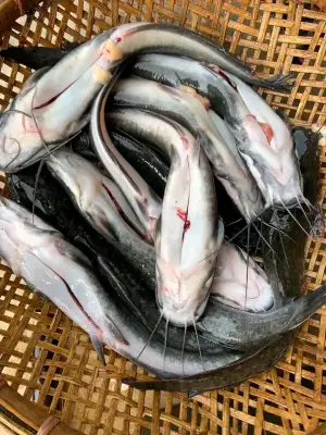 Ikan lele segar sudah di bersihkan