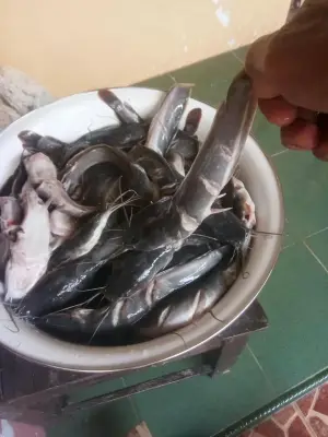 Sudah di cuci dengan air garam dan jeruk nipis