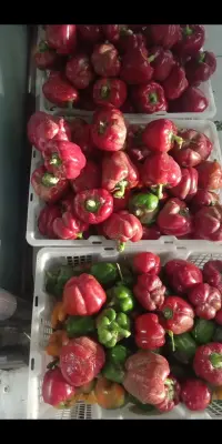 Paprika 500 gram