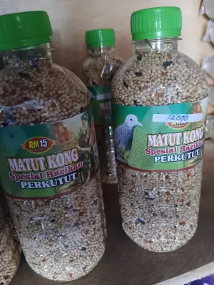 Matut Kong Perkutut