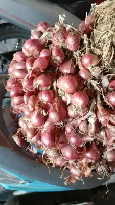 Bibit bawang merah