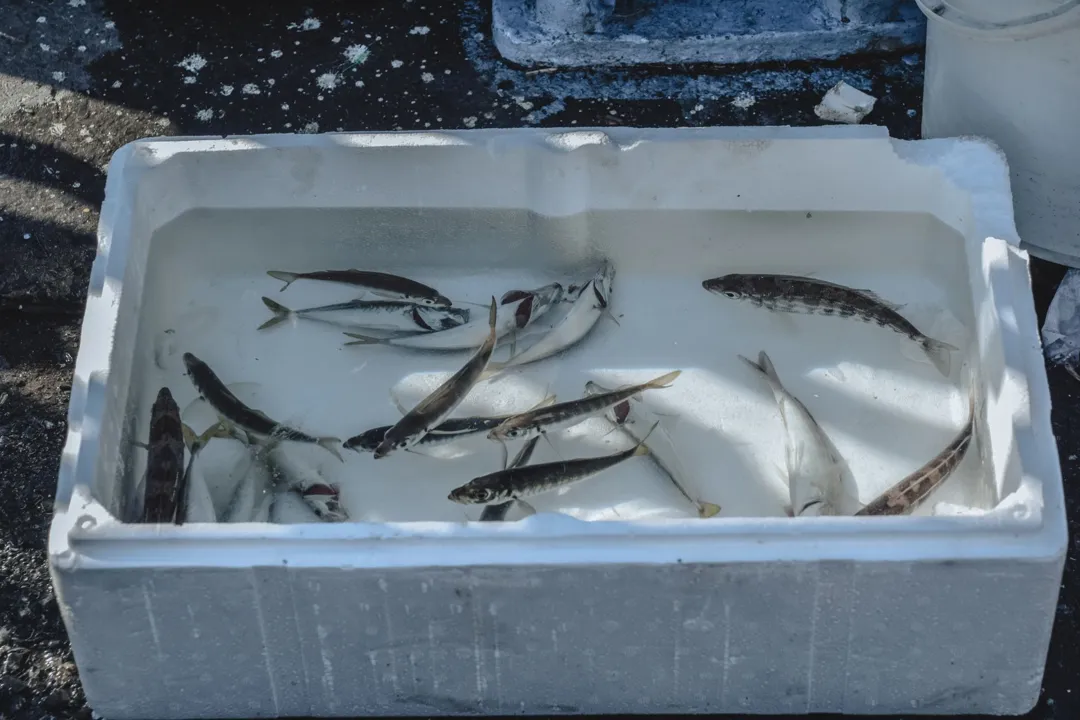 Cool Box Ikan