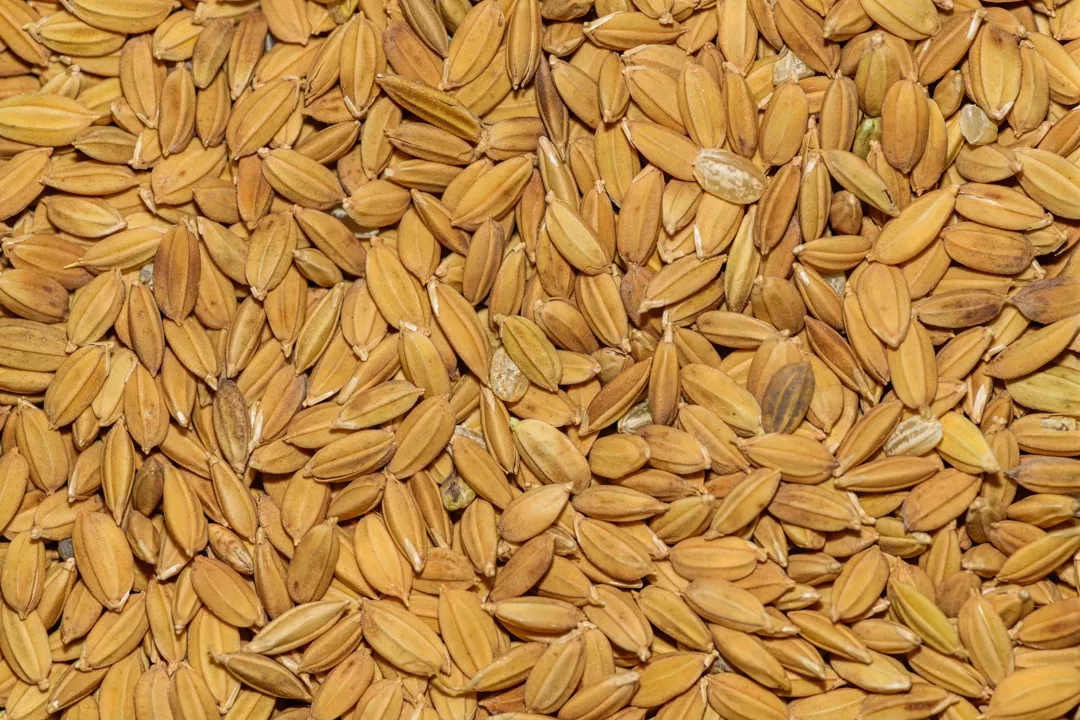 Benih Padi Ciherang 5 kg