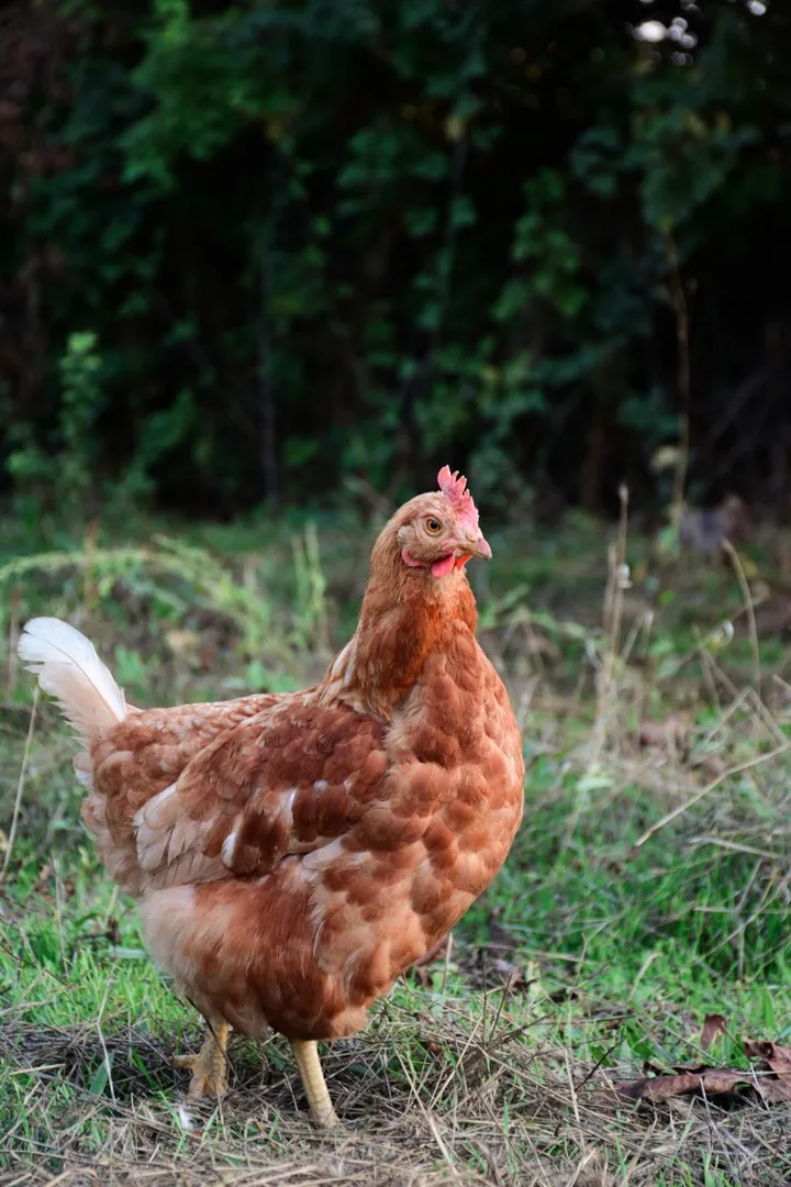 Ayam Kampung Betina