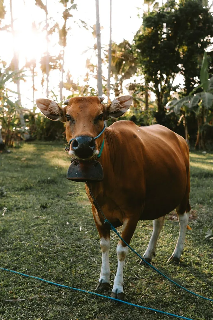 Sapi Bali