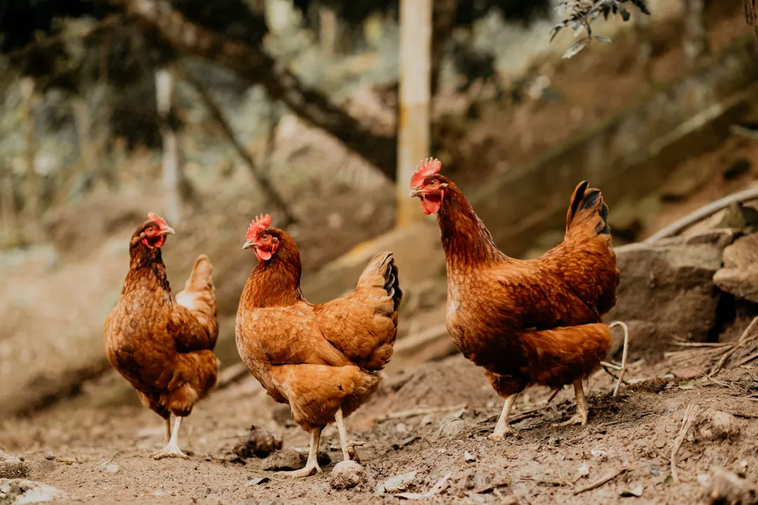 Ayam Petelur Siap Bertelur