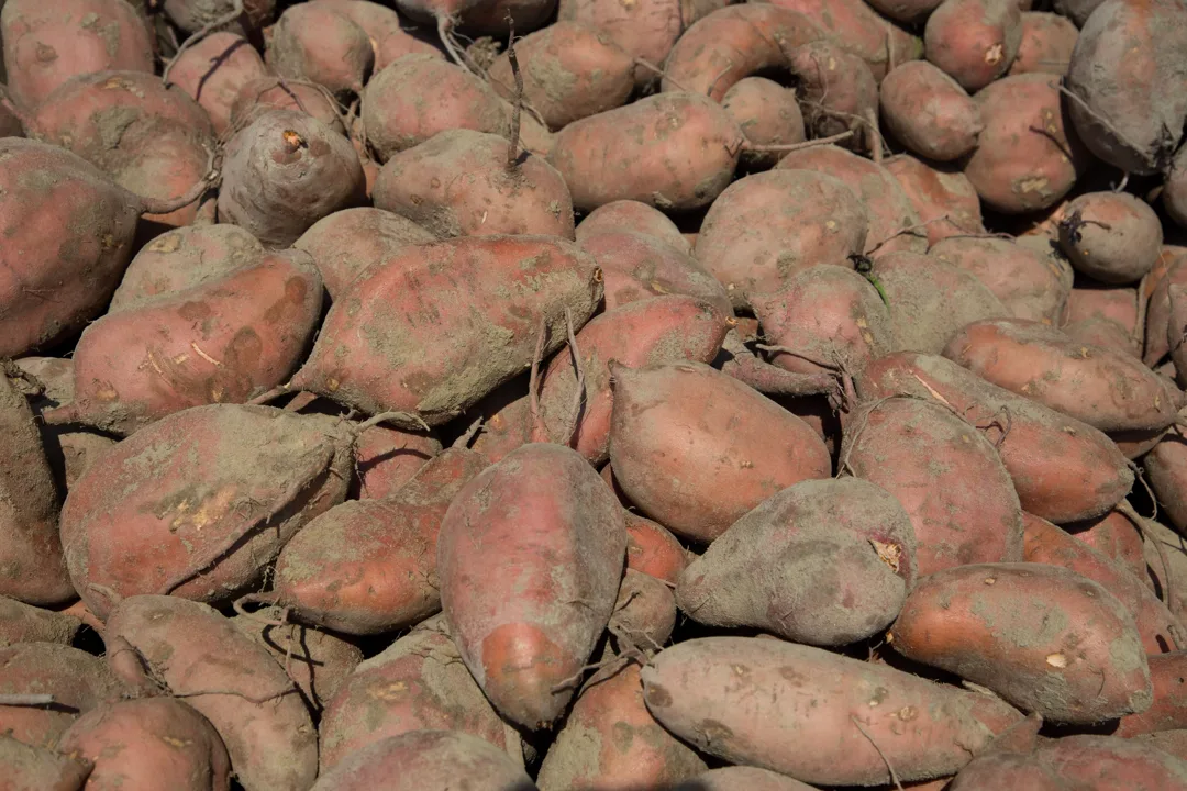 Ubi Cilembu Grosir 25 kg