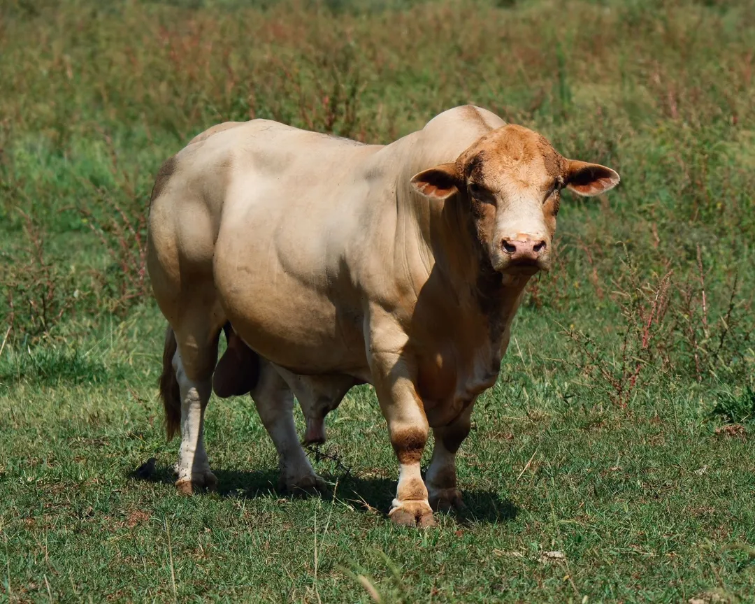 Sapi Limosin