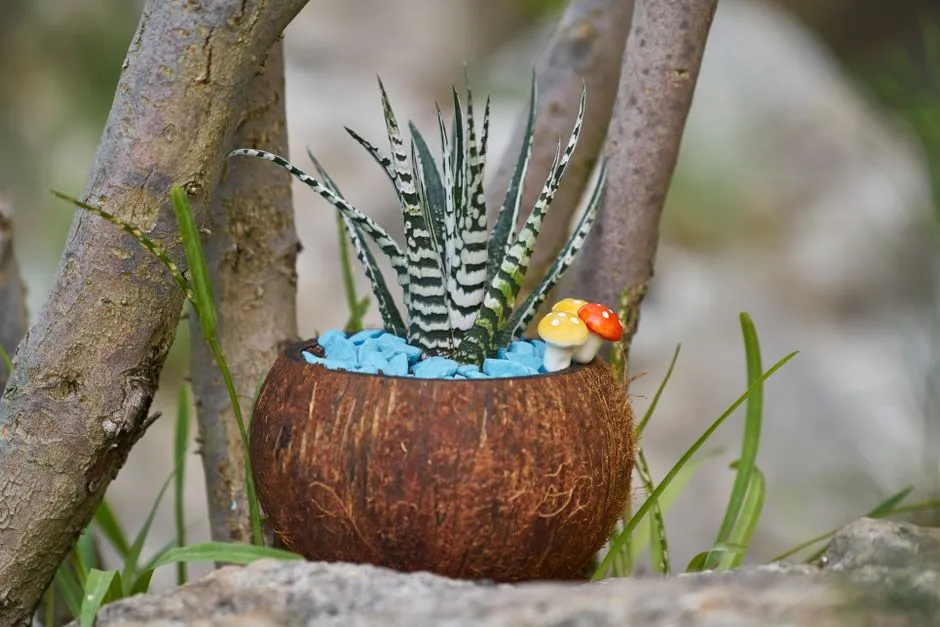 Pot Batok Kelapa Kaktus