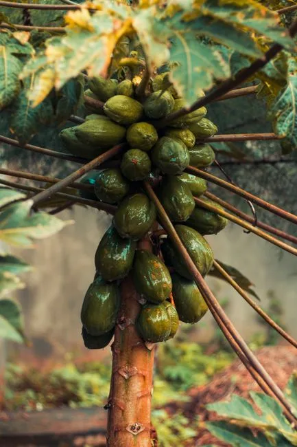 Pepaya Segar