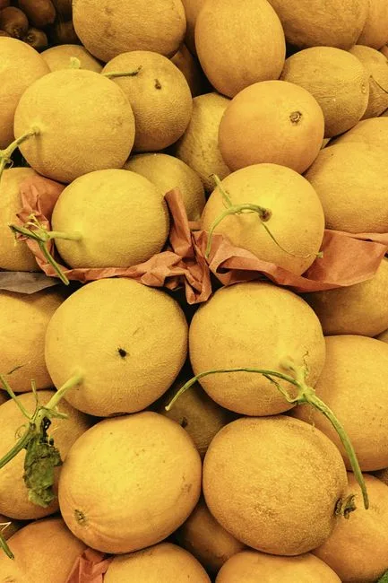 Melon Segar
