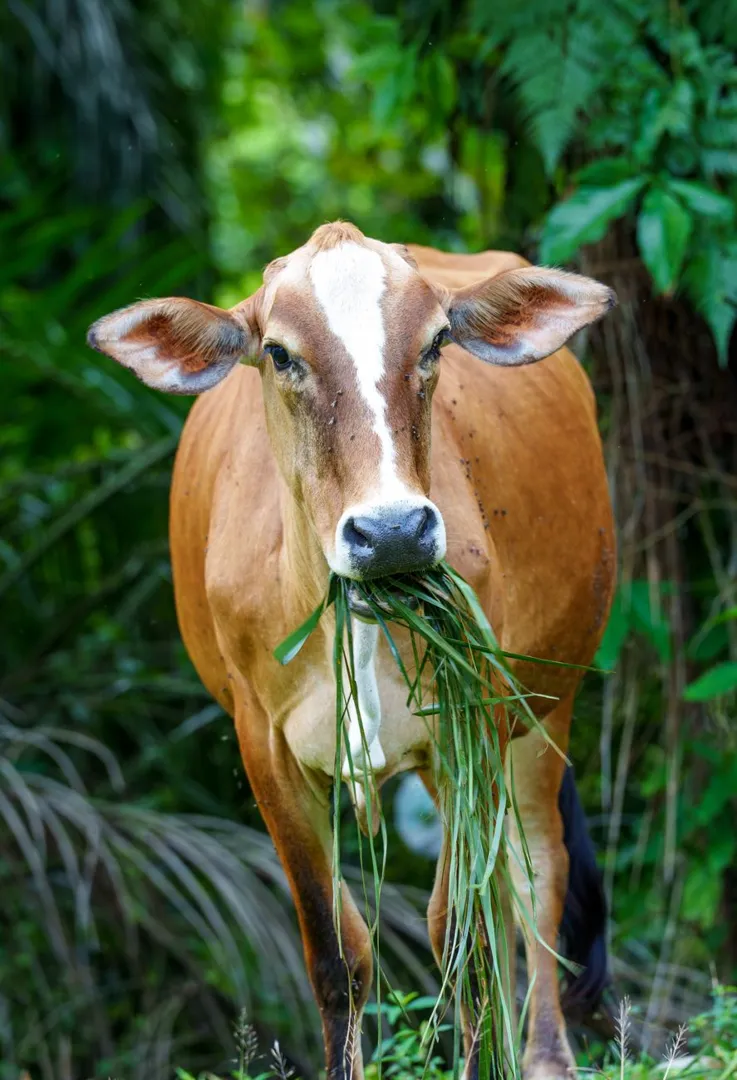 Sapi Madura