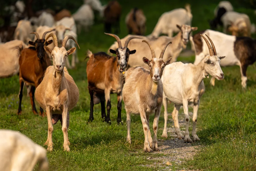 Kambing Jawa (Rombongan)