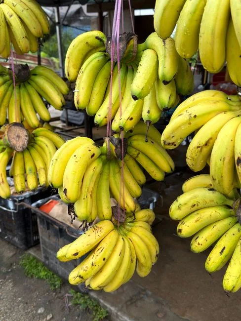 Pisang Segar