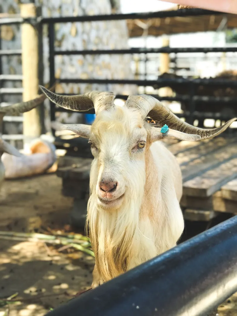 Kambing Gibas Jantan