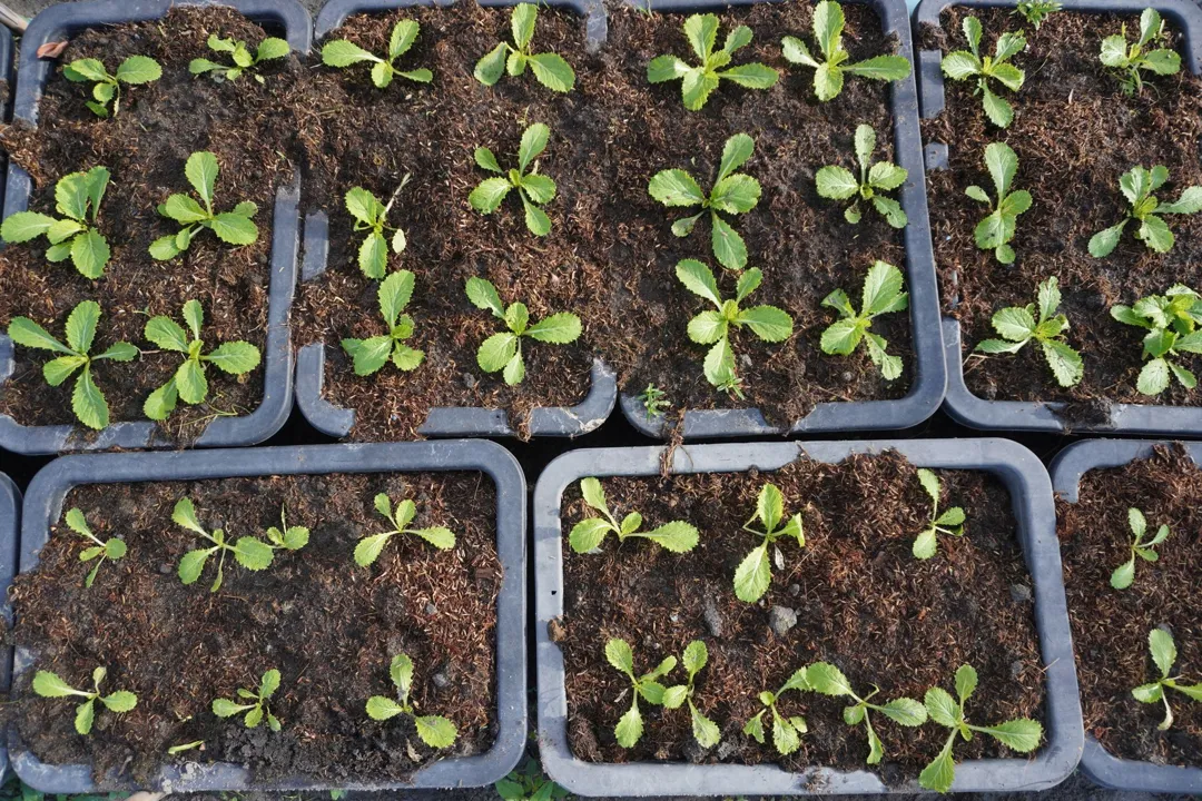 Bibit Sayur Siap Tanam 1 Tray