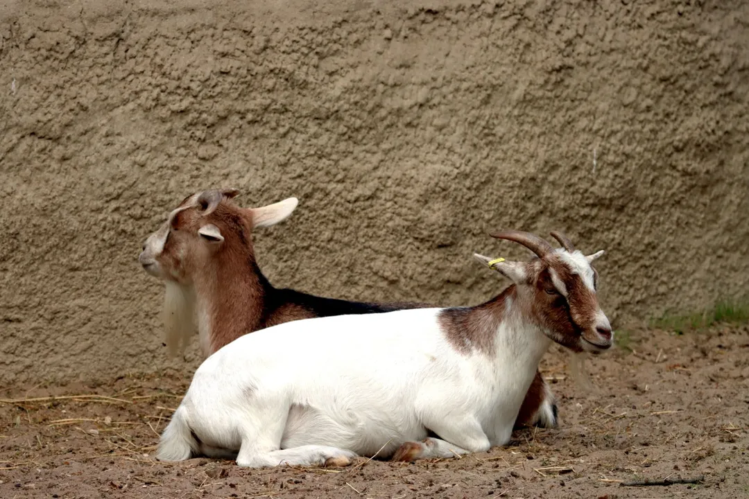 Kambing Boer