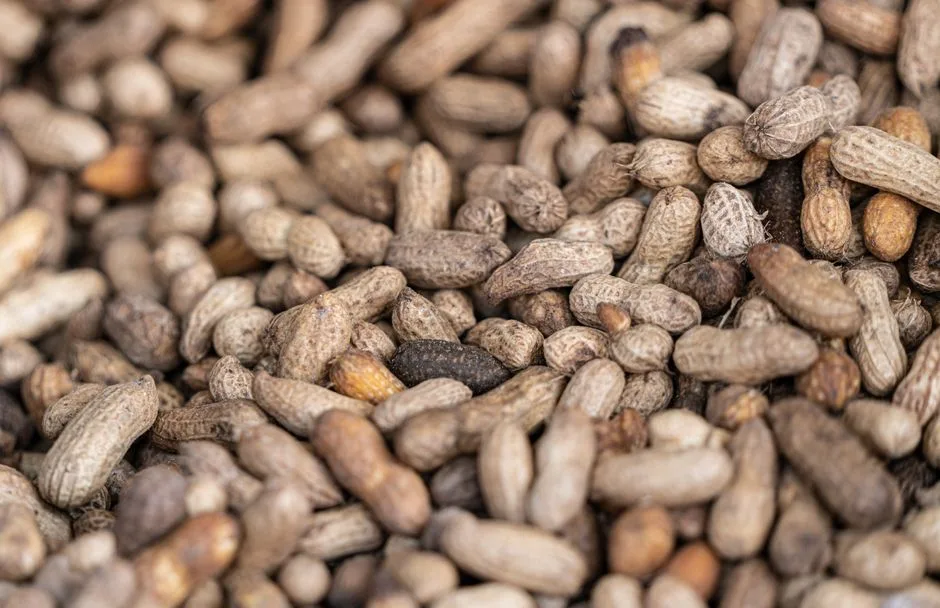 Kacang Tanah