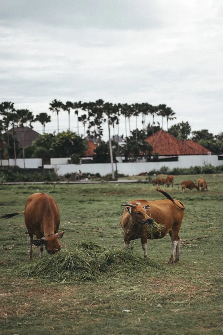 Sapi Pedaging (Sepasang)
