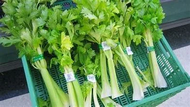Daun SOP