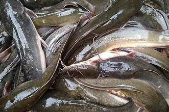 Ikan Lele segar