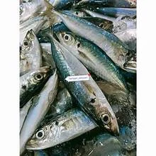 Ikan Dencis