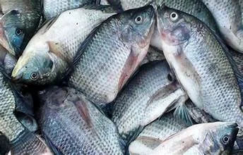 Ikan Gurame