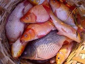 Ikan Mas
