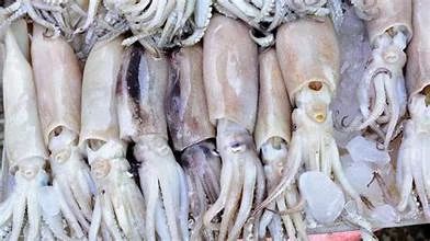 Udang