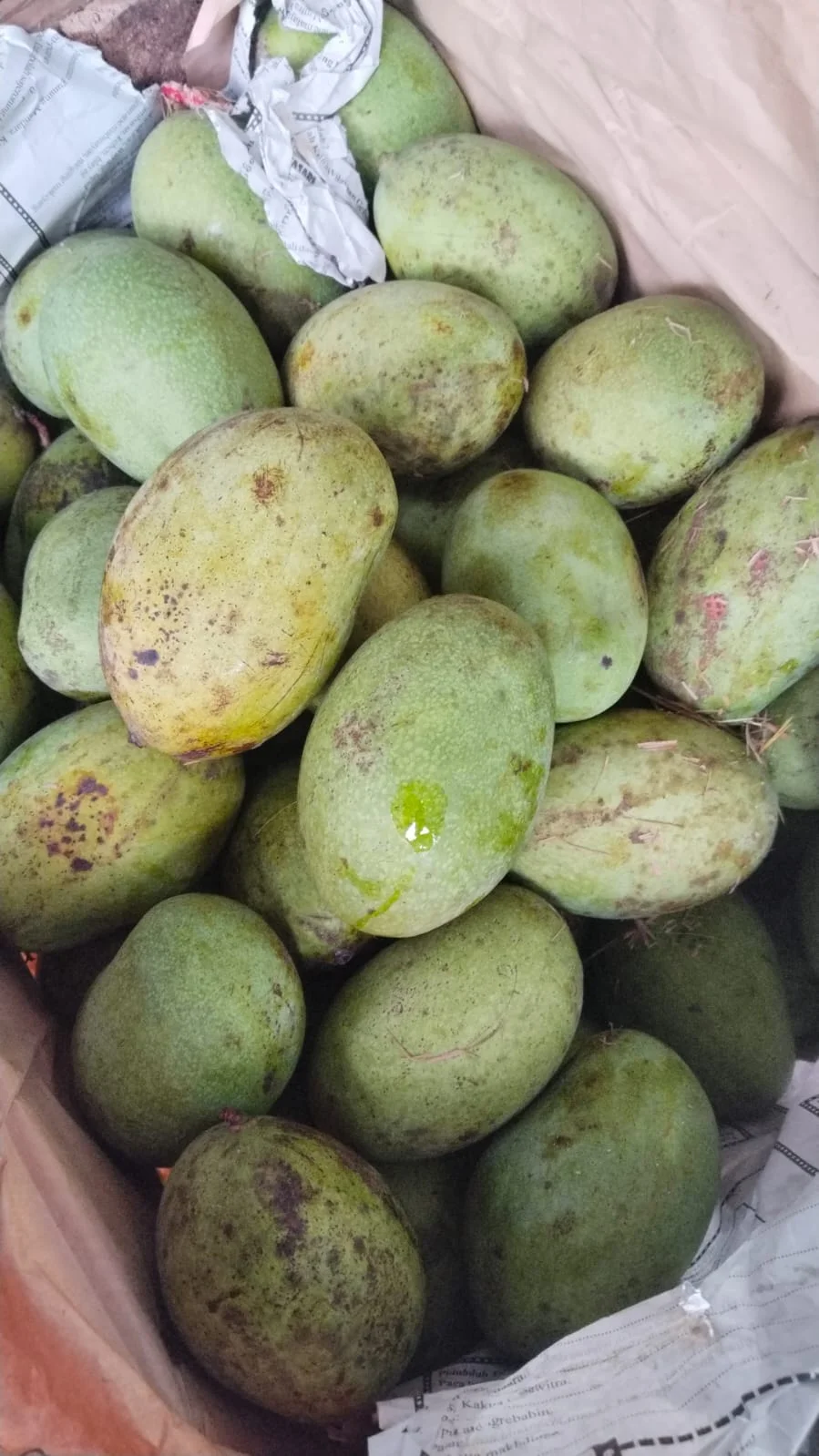 Mangga Simanalagi