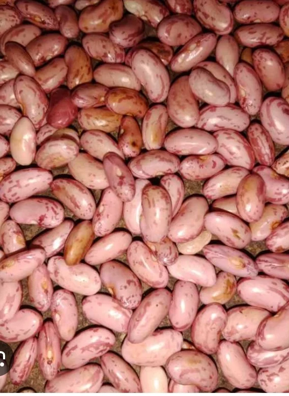 Kacang Merah
