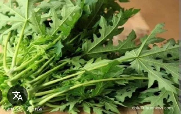 Daun Pepaya