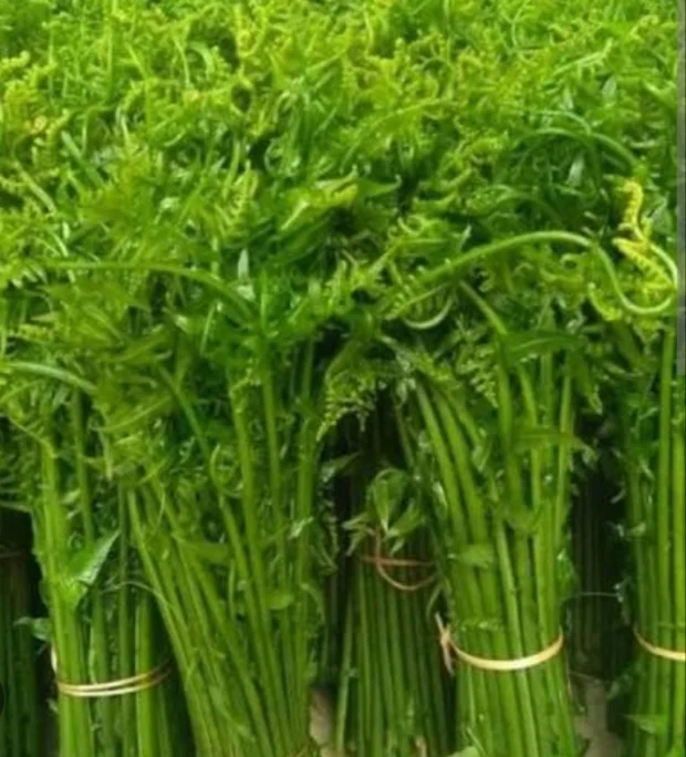 Daun Pakis