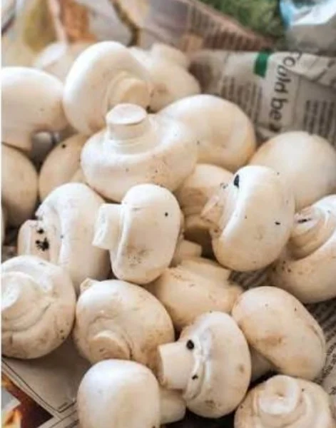 Jamur Kancing