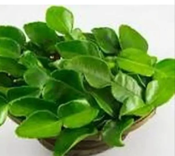 Daun Jeruk