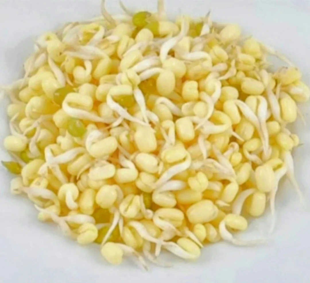 Toge Kecambah kecil kemasan 1kg