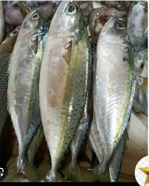 Ikan Kembung Banjar