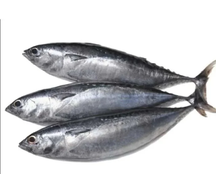 Ikan Tongkol Segar