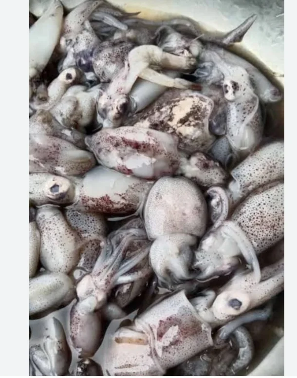 Sotong / Balakutak