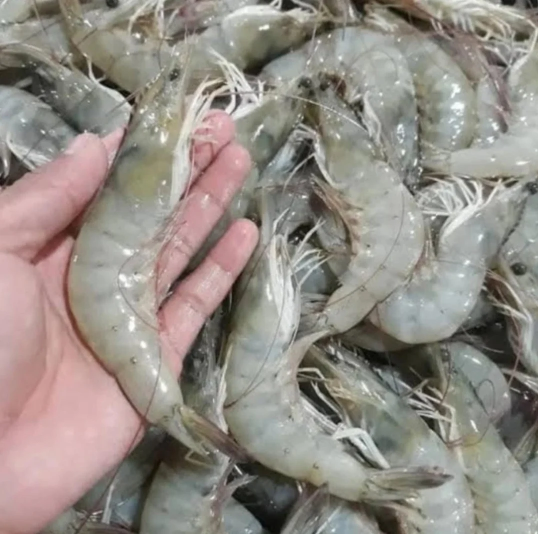 Udang Jumbo